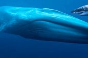 blue-whale-and-white-shark.jpg blue-whale-and-white-shark.jpg