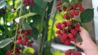 complete-raspberry-tree-article-370x208.jpg