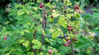 raspberry-tree-article.jpg