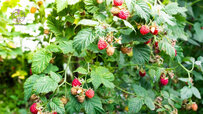 complete-raspberry-article.jpg