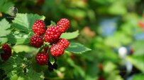 complete-raspberry-tree.jpg