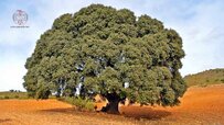 ancient-oak-tree.jpg ancient-oak-tree.jpg