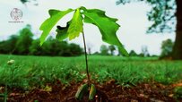oak-tree-seedlings.jpg oak-tree-seedlings.jpg