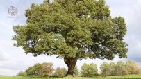 big-oak-tree.jpg big-oak-tree.jpg