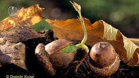 oak-tree-germination.jpg oak-tree-germination.jpg