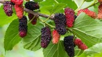 complete-comprehensive-mulberry-tree-article-370x208.jpg complete-comprehensive-mulberry-tree-article-370x208.jpg