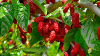 mulberry-tree-article.jpg mulberry-tree-article.jpg