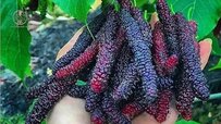 comprehensive-mulberry-article.jpg comprehensive-mulberry-article.jpg