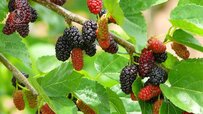 mulberry-tree-good.jpg