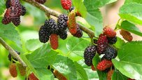 mulberry-tree-good.jpg mulberry-tree-good.jpg