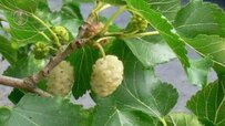 and-comprehensive-mulberry.jpg and-comprehensive-mulberry.jpg