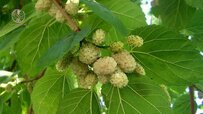 and-mulberry-tree.jpg