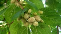 and-mulberry-tree.jpg and-mulberry-tree.jpg