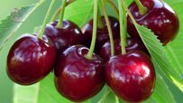 sweet-mashhad-cherry.jpeg sweet-mashhad-cherry.jpeg