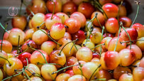 european-cherries-napoleo.jpg european-cherries-napoleo.jpg