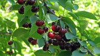 dark-cherry-on-tree.jpg