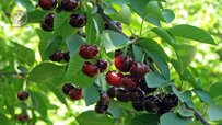 dark-cherry-on-tree.jpg dark-cherry-on-tree.jpg