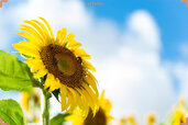 sunflower-close-up.jpg