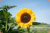 sunflower.jpg