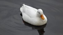 duck-5273689_1280.jpg