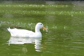 duck-166448_1280.jpg