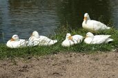 the-white-of-the-ducks-5422994_1280.jpg