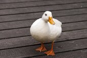 duck-547712_1280.jpg