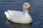 white-duck-4600498_1280.jpg