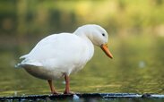 white-duck-801577_1280.jpg