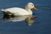 white-duck-3783656_1280.jpg