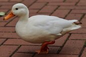 duck-4712687_1280.jpg