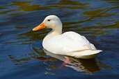 white-duck-4174862_1280.jpg