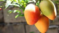 mango-tree-370x208.jpg mango-tree-370x208.jpg