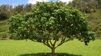 mango-tree-fruiting.jpg mango-tree-fruiting.jpg