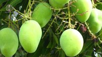 growing-mangoes.jpg growing-mangoes.jpg