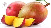 hadeen-mango-tree.jpg hadeen-mango-tree.jpg