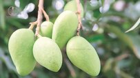 green-mango-fruits.jpg green-mango-fruits.jpg