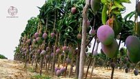 lntroducing-the-mango-tree.jpg lntroducing-the-mango-tree.jpg
