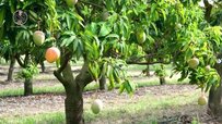 fruiting-of-mango-trees.jpg fruiting-of-mango-trees.jpg