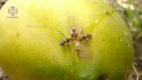 mango-tree-pests.jpg mango-tree-pests.jpg