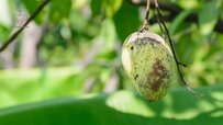 mango-tree-diseases.jpg mango-tree-diseases.jpg