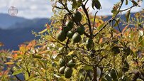 mexican-avocado-tree.jpg