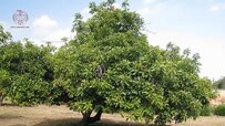 the-height-of-the-avocado-tree.jpg