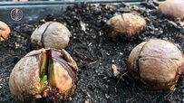 planting-stage-of-avocado-tree.jpg