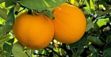 Titre-Orange-tree-370x191.jpg Titre-Orange-tree-370x191.jpg