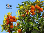 Orange-tree-01.jpg Orange-tree-01.jpg