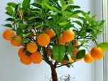 Orange-tree-02.jpg Orange-tree-02.jpg