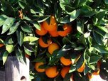 Orange-tree-04.jpg