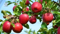all-about-apple-tree-370x208.jpg all-about-apple-tree-370x208.jpg