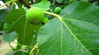 green-fig.jpg